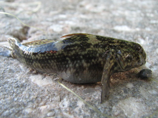 Frillfin goby